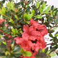 Red Azalea Rhododendron Plant Live in 4 Inch Pot, Azalea Rhododendron Bush Shrub, Bloom in Spring, Zones 7-10
