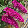 Raspberry Butterfly Bush Live Shrub Plant Shrub, Buddleia Bush Well Rooted, 5 to 10 Inc Tall