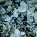Live Eucalyptus Plant, Baby Blue Eucalyptus Live Plant, Eucalyptus Plant Live, Live Eucalyptus Tree, Live Eucalyptus Plant Indoor, Starter Size 4 to 8 Inc Tall