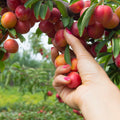 Cherry Plum Live Plant, 2-3 Ft Tall