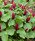 5 Red Trillium Bulbs for Planting Outdoors, Wood Lily Bulbs, Ornamental Plant for Garden