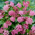 2 Pink Milkweed Plants Live Butterfly Asclepias Tuberosa, Wildflowers Perennial Bush, Swamp Common Plant, 5-9" in Tall, No Pot