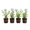 4 Plumbago Plants Live, 4-7 Inches Flowering Plumbago for Outdoor Garden, Tropical Shrub Plant for Landscape, Borders or Patio Containers (Blue Plumbago)