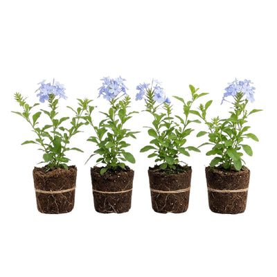 4 Plumbago Plants Live, 4-7 Inches Flowering Plumbago for Outdoor Garden, Tropical Shrub Plant for Landscape, Borders or Patio Containers (Blue Plumbago)