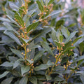 Bay Leaf Live Plant, 5-8 Inch Tall Bay Laurel Herb Plant, Culinary Herb for Garden, Patio, and Container Growing, No Pot, in Soil