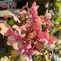 Hydrangea Plant Live for Planting, 7-12" Tall, Hydrangea Tree Live Plant in Pot, Hydrangea Flowers (Pink White Hydrangea)