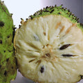 Soursop Plant Live, Annona Muricata Soursop Tree Live Plant, Guanabana Fruit Tree for Gardening, 5 to 7 Inches Tall