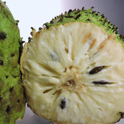 Soursop Plant Live, Annona Muricata Soursop Tree Live Plant, Guanabana Fruit Tree for Gardening, 5 to 7 Inches Tall