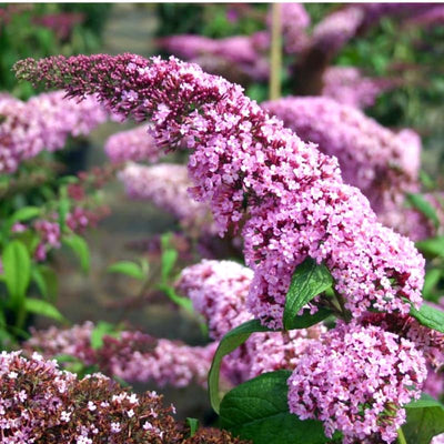 Potted Butterfly Bush Live Plant, 5-9" in Tall, Cold Hardy, Spring Outdoor PlantingBlooms Summer to Fall, Dormant in Winter (Deep Pink Buddleia Plant)