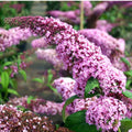 Potted Butterfly Bush Live Plant, 5-9" in Tall, Cold Hardy, Spring Outdoor PlantingBlooms Summer to Fall, Dormant in Winter (Rich Pink Buddleia Plant)