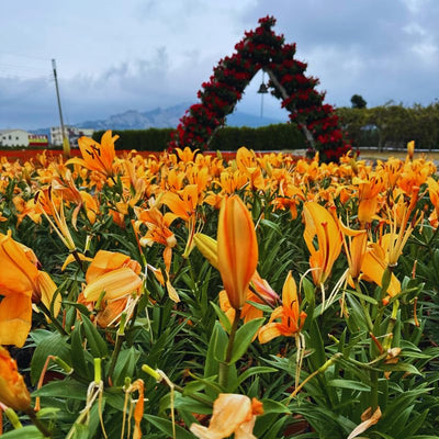 10 Orange Daylily Bulbs for Planting, Daylilies Perennial Bulbs, Annual Flower Bulb for Gardening