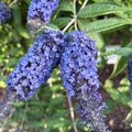 Potted Butterfly Bush Live Plant, 5-9" in Tall, Cold Hardy, Spring Outdoor PlantingBlooms Summer to Fall, Dormant in Winter (Blue Buddleia Plant)
