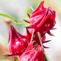 Red Roselle Hibiscus Live Plant in 4 Inch Pot, Sabdariffa Roselle Jamaican Flower Plant for Outdoor Planting, 4-6" Tall