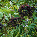 2 Elderberry Plants Live Tree for Planting, Elderberry Bushes Live Plants, 6 to 12 Inches Tall