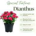 Dianthus Plant Live, Dianthus Live Plant in Pot, 4-8 Inc Tall, Vibrant Blooms, Fragrant Hardy Perennial Flowers for Indoor Outdoor Growing (Pink Red)