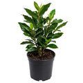 Bay Leaf Tree Live Plant, 1 Year Old Sweet Bay Laurel Laurus Nobilis Tree 8 to 10 Inches, Indoor Outdoor Planting