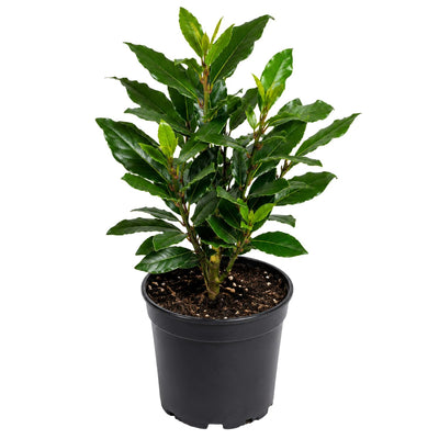 Bay Leaf Tree Live Plant, 1 Year Old Sweet Bay Laurel Laurus Nobilis Tree 8 to 10 Inches, Indoor Outdoor Planting