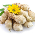 1 LB Jerusalem Artichoke Tubers for Planting, Sunchoke Rhizomes Bulbs for Planting, Cold Hardy Gardening Indoor Outdoor
