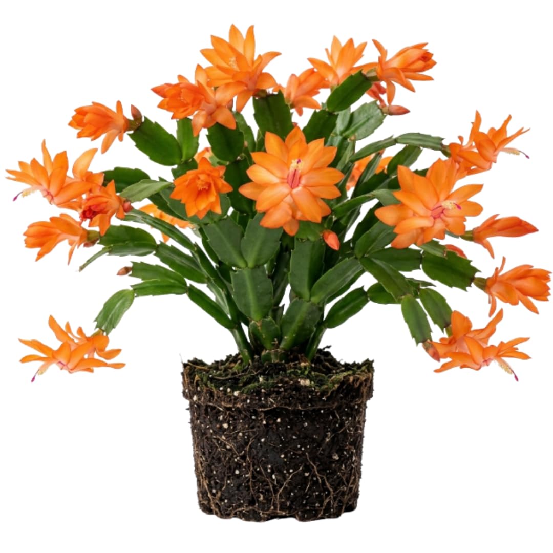 Orange Christmas Cactus Plant Live, Holiday Cactus, 4-6 Inch Tall