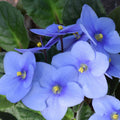 Light Blue African Violets Live Plants in Pots, Live African Violet Plants House Plant for Indoor Outdoor Décor, 4" Pot, Well-Rooted and Year-Round Blooming