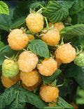 2 Fall Gold Raspberry Plantss Live for Planting 5 to 9 Inches Tall, Everbearing Raspberry Plants Sweet Raspberry Fruits Starter Plant