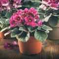 2 Random African Violet Plant Live, White Violet Flower, 3-5 Inches Tall