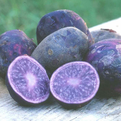 Purple Potato Seeds for Planting Outdoors, 60 Seeds True Potato Seeds Growing Potato Seeds