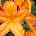 1-2 Ft Orange Rhododendron Plants Live, Azalea Rhododendron Bush Shrubs in 1 Gallon Pot for Planting, Azalea Bush Ready Plant, Live Rhododendron Plant Azalea