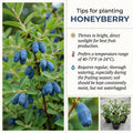 Honeyberry Plant, Honey Berry Plants, Haskap Berry Plant, 4-8 Inc Tall, Sweet Berries for Backyard and Outdoor Garden