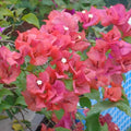 Pink Bougainvillea Plant Live Tree, 6" Tall