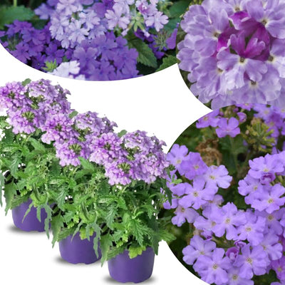 Pack 3 Light Lavender Verbena Plants Live Perennial Ground Cover, No Pot, 5-9" in Tall, Can Grow As Trailing Bushes, Spring Flowers