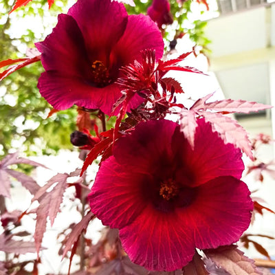 2 Live Cranberry Hibiscus Plants, 4 Inc to 6 Inc Tall, Tropical Plant Live Well Rooted, Hibiscus Live Plants, Hibiscus Plant Live