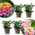 2 Light Pink Lantana Plants Live Trees, Ready to Bloom, Hardy Long Blooming Seasons, Vibrant Colorful Perennial Fragrant, 5-10" in Tall, Full Sun Growing