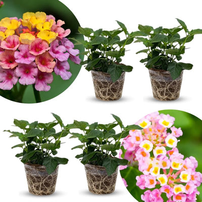 2 Light Pink Lantana Plants Live Trees, Ready to Bloom, Hardy Long Blooming Seasons, Vibrant Colorful Perennial Fragrant, 5-10" in Tall, Full Sun Growing