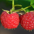 Raspberry Plant Live for Planting 6 to 12 Inch Height, Raspberry Bush Live Plant to Grow, Sweet Raspberries Seedling (Everbearing Raspberry)