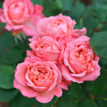 Rose Plant Live Ready to Plant, Fragrant Roses Flowers, in Pot, Ornamental Flowers Indoor Outdoor Home Garden (Pink Rose)