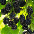 Set 2 Triple Crown Thornless BlackBerry Plant Live, BlackBerry Bush 4-8 Inch Tall, Thornless Fruit Plants for Garden, Orchard Growing Plant