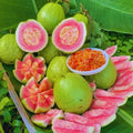 Live Pink Guava Plant Tree, Sweet Fragrant and Cold Hardy Very Well Rooted, 5 to 10 Inc Tall in 4 Inches Pot
