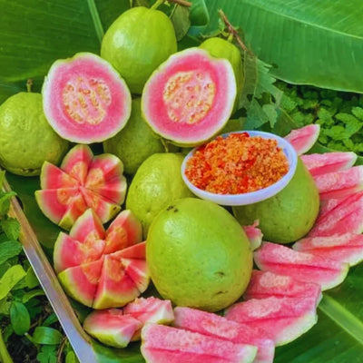 Live Pink Guava Plant Tree, Sweet Fragrant and Cold Hardy Very Well Rooted, 5 to 10 Inc Tall in 4 Inches Pot