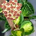 Variegated Hoya Kerrii Plant 4 Inch Pot, Hoya Heart Plant Live, Rare Indoor Houseplant