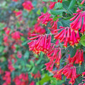 Honeysuckle Live Plant, Fragrant Honeysuckle Vines, Perennial Lonicera Bush for Outdoor Garden 3-6 Inches (Red)