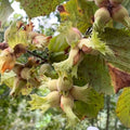 Hardy Hazelnut Tree Plant Live Bare Root 1-2 Feet Tall
