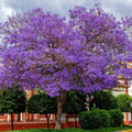 Purple Blue Jacaranda Tree Live Plant Potted, 8 Months Old Jacaranda Mimosifolia Plants for Outdoor Planting, 8 to 10 Inc Tall from Bottom Pot, Well Rooted Seedling