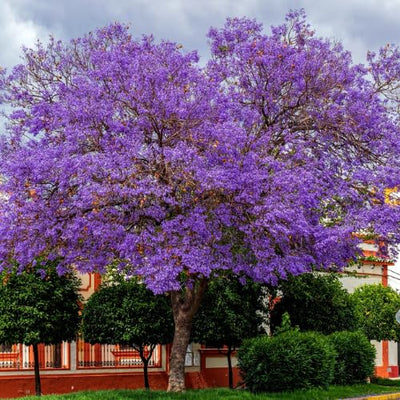 Purple Blue Jacaranda Tree Live Plant Potted, 8 Months Old Jacaranda Mimosifolia Plants for Outdoor Planting, 8 to 10 Inc Tall from Bottom Pot, Well Rooted Seedling