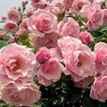 Pearly Gates Peachy Climbing Rose Live Plant, Can Grow As Rose Bushes Shrubs, Fragrant Ready to Plant, Starter Size, 5 to 10 Inc Tall, Dormant in Winter