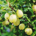 Sweet Gooseberry Plant Live to Grow, Gooseberry Bushes Live Plant 5 to 9 Inch Height, Gooseberries Fruit Well Rooted