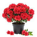 Azalea Live Plant, Live Azalea Plants, Flowering Shrub with Vibrant Red Blooms, 4-7 Inches Tall in 4 Inch Pot (Red)