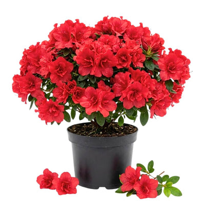 Azalea Live Plant, Live Azalea Plants, Flowering Shrub with Vibrant Red Blooms, 4-7 Inches Tall in 4 Inch Pot (Red)