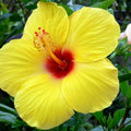 Tropical Hibiscus Plants Live Well-Rooted, Yellow Red Flowers Hibiscus Tree Live Plant for Outdoor Full Sun Spring Planting, 5-9" in Tall, Perennial Growing
