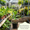 Set 2 Brown Bud Allamanda Plants Live, 4-6 Inc Tall, Tropical Flowering Shrub, Yellow Blooms, Allamanda Plant for Patio, Trellis or Outdoor Garden
